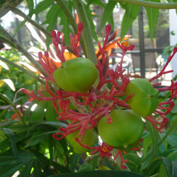 Flowering Trees