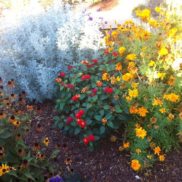 Formal Garden with low water plants to replace traditional Cottage plants