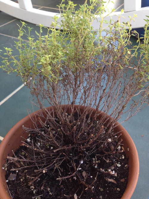 Pruning Woody Herbs (Thyme, oregano, lavender, etc)