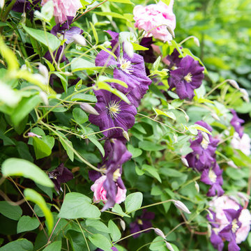 Family Garden Henley on Thames