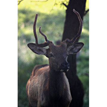 Fine Art Photograph, Elk I, Fine Art Paper Giclee