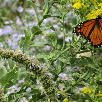 Don't Be Afraid to Garden