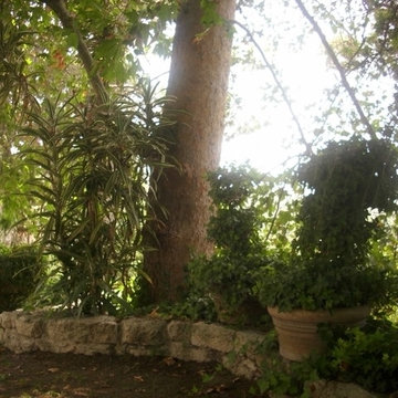 Drought Tolerant