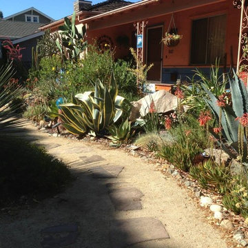 Cacti & Succulent Collector's Garden