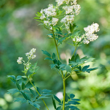 Thalictrum dasycarpum