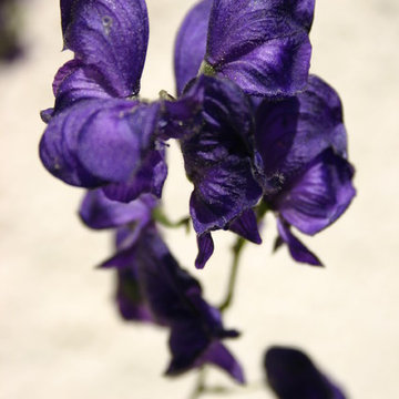 Garten in Blau