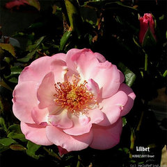 Liesbeth Roses Lilibet, an American
