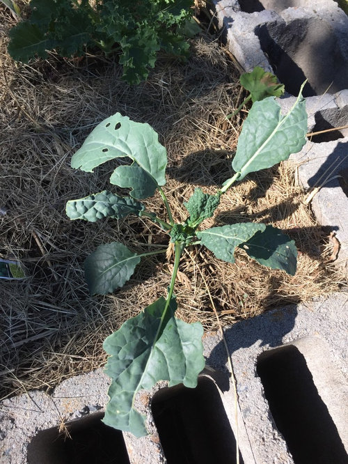 Holes In Kale Spinach Leaves