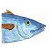 Foto di Ron Fish