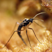Gnats & Insect Control