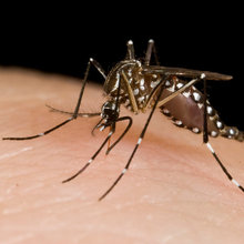 Do Mosquitoes Like You More Than The Other People