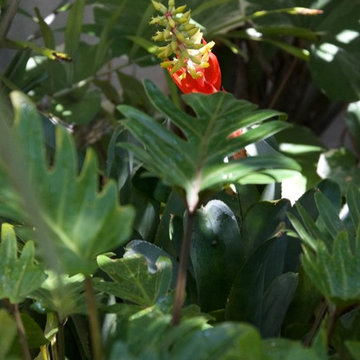Exotic Red Bromeliad peaks out from under the tropical canopy.