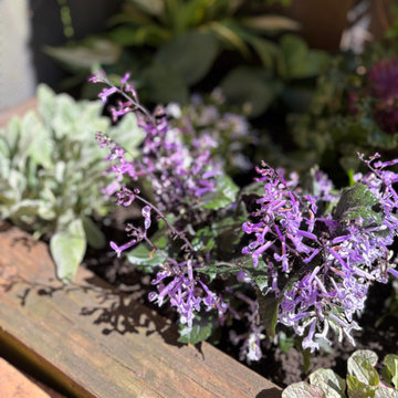 Lincoln Park Seasonal Container Garden