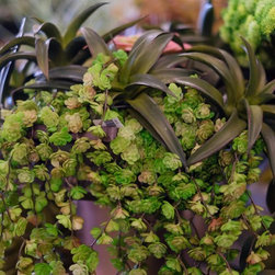 Spring 2018 - Plants