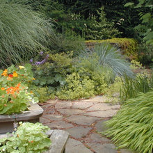 stepping stones and plants