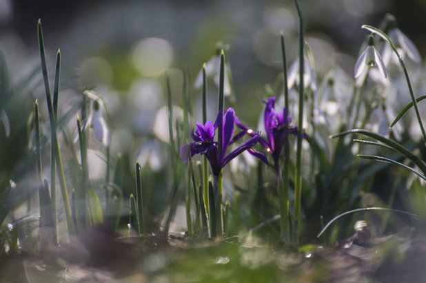 Signs of Spring: 9 Early Blooms to Look for in Your Neighborhood