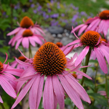 Miscellaneous Garden life