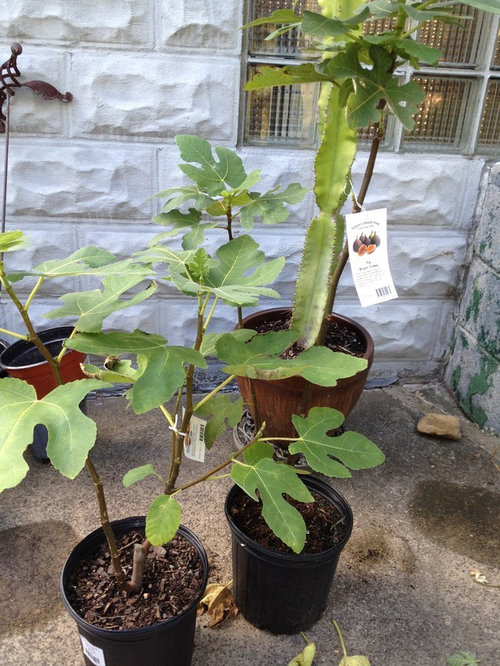 How to care for Fig trees in pots over the winter