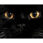 Cj Pelletier's photo