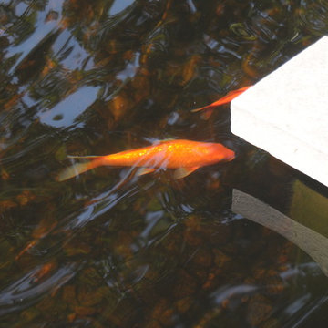 The Coi fish became another family pet, swimming to the surface to be fed.