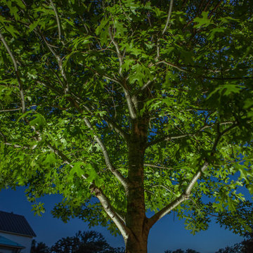 Low Voltage Up Lighting and Moon Lighting- Southlake