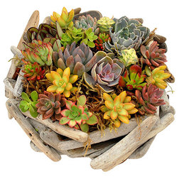 Beach Style Plants by Flora Pacifica, Inc.