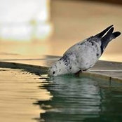 Foto von أمل محاميد