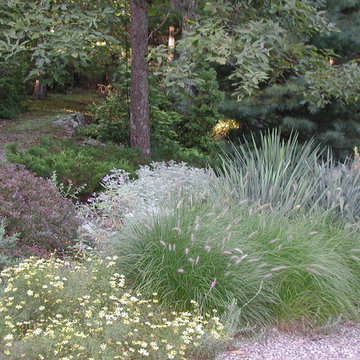 Grasses and texture