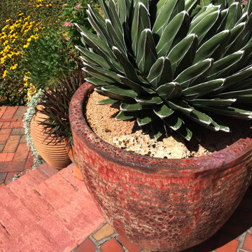 Succulents at Hortus Oasis
