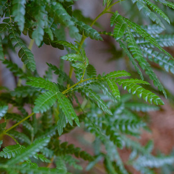 Catalina Ironwood Tree