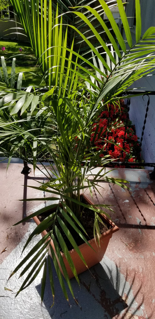 What's wrong with my Majesty palm tree?