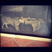 Alessandro Tringale's photo