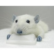 Foto de Viola Dunnington Posthuma
