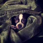 Joshua Pickrell's photo