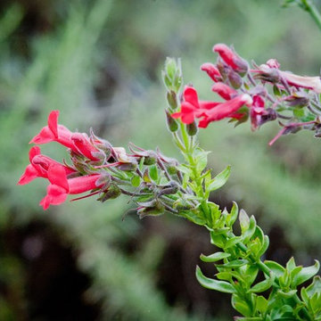 Island Snapdragon