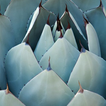 Colorful Desert - Phoenix Home&Garden