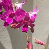 Foto von Olga Durand