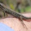 Lizard ID please