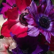 Jennifer Audette's photo