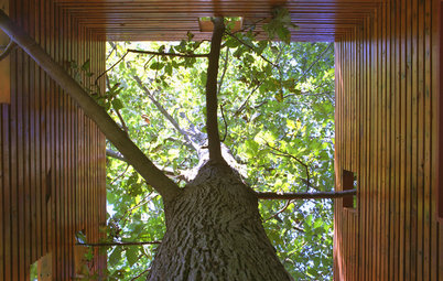 Архитектура: Как ужиться с растущим в доме деревом