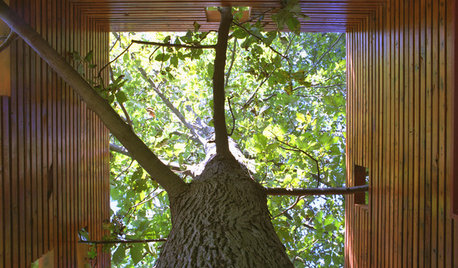 Архитектура: Как ужиться с растущим в доме деревом