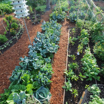Raised Bed Garden