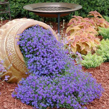 FRONT YARD LANDSCAPE