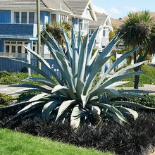 Landscape Ideas