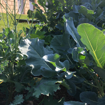 Community Gardens