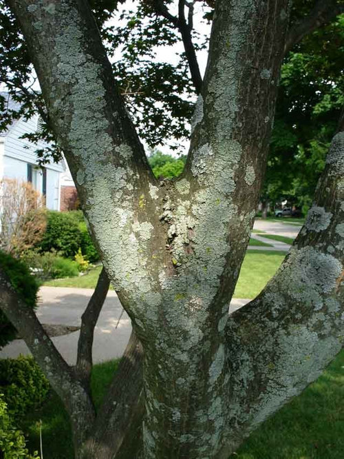 White Spots on Maple Tree Bark: Causes And Treatment Options 