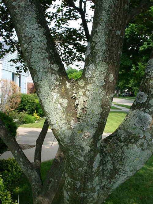 Japanese Maple Tree Diseases