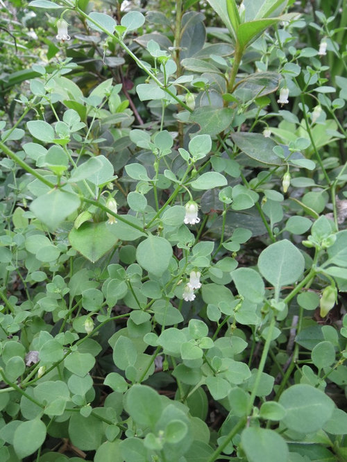 Weed Vine With White Bell Shaped Flowers