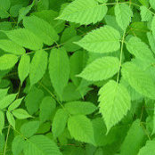 How Green's photo