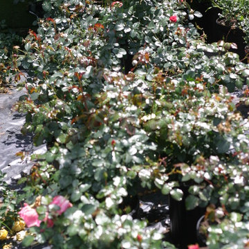 Oso Easy® Pink Cupcake Landscape Roses